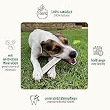 ChronoBalance® Geweih Kaustange M (halbiert) für Hunde, 100% Hirschgeweih als langanhaltendes Hundespielzeug, Hundeleckerli, Zahnpflege, Kauknochen, Kaugeweih, Hundeknochen, aus Abwurfstangen - 2