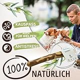 PetLove Kauholz für Hunde aus Olivenholz • Holzknochen als Hundespielzeug • Kauknochen als Zahnpflege & Kauspielzeug für Hund • Größe: M (100-220g) - 2