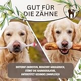 PetLove Kauholz für Hunde aus Olivenholz • Holzknochen als Hundespielzeug • Kauknochen als Zahnpflege & Kauspielzeug für Hund • Größe: M (100-220g) - 3